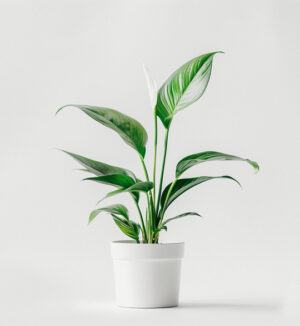product 03