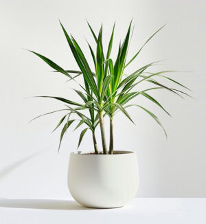 product 05